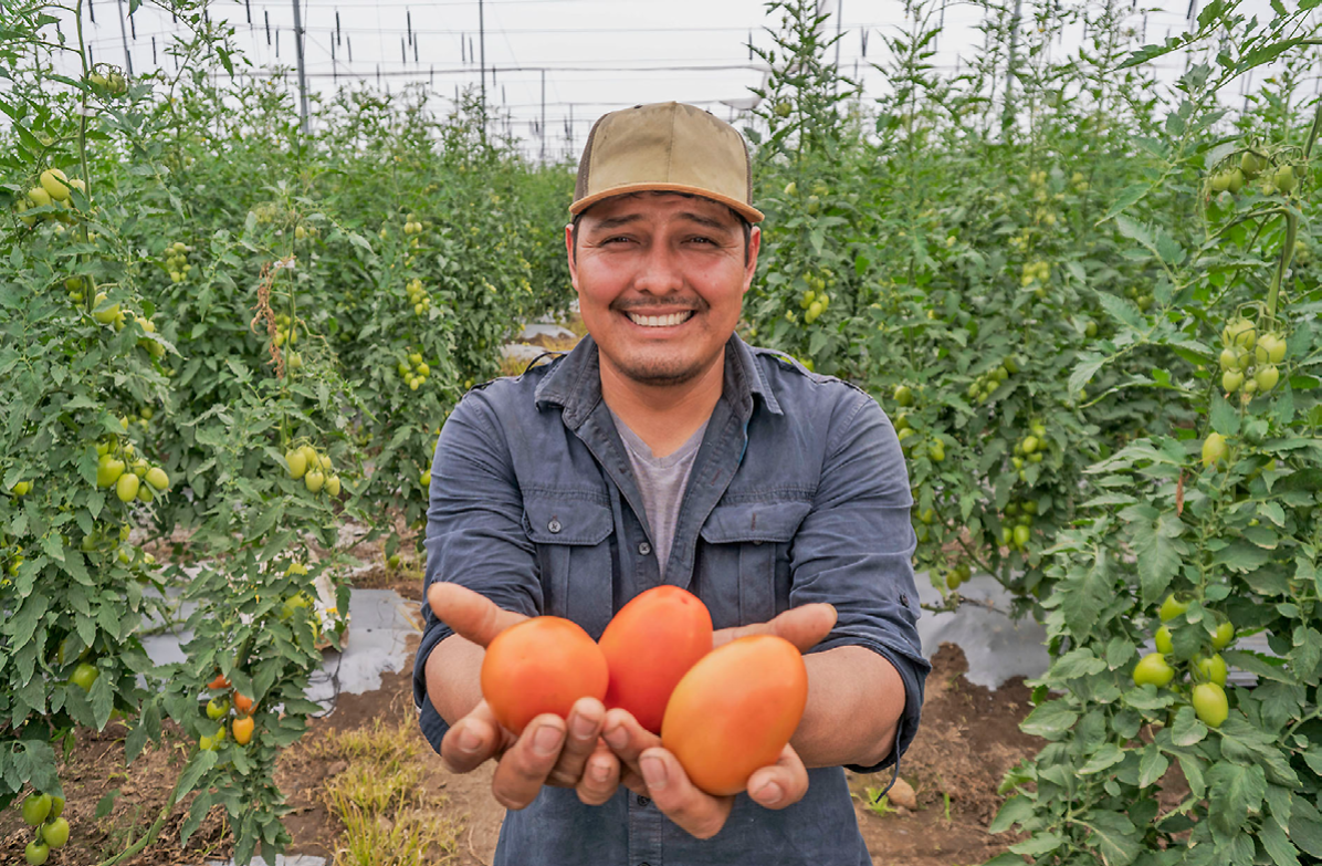 Apoyan con créditos a productores de jitomate