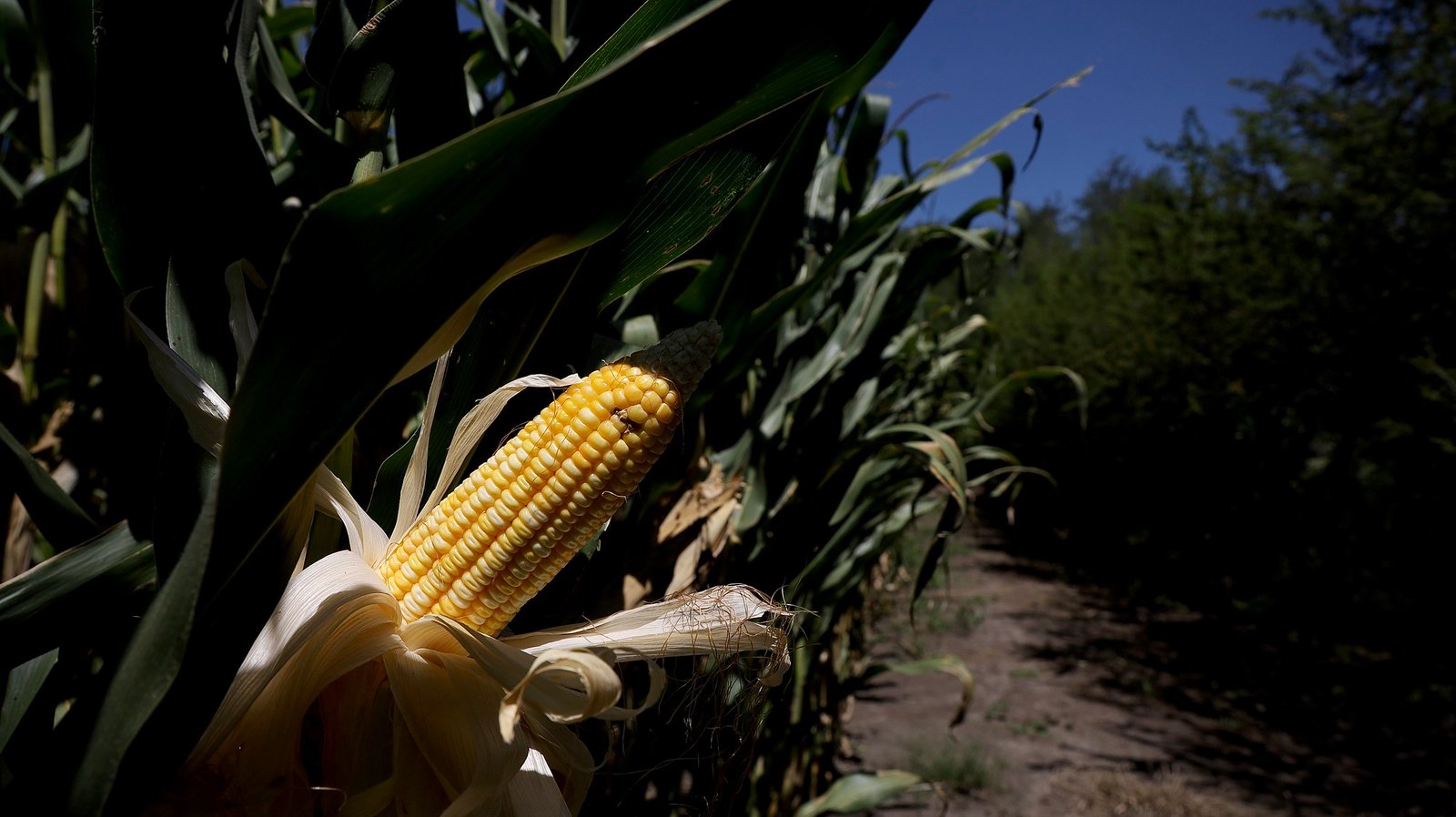 Apoyan con recursos a 432 productores