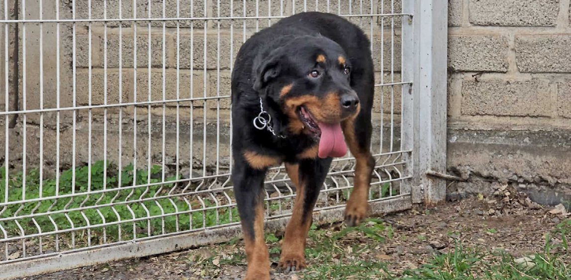 Preparan jornada de adopción para mascotas