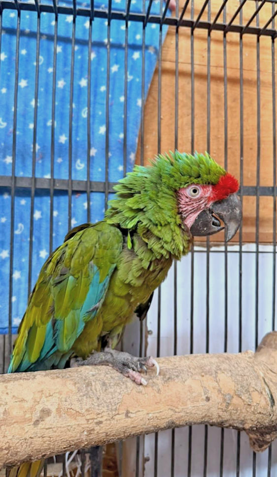 URFST resguarda guacamaya verde