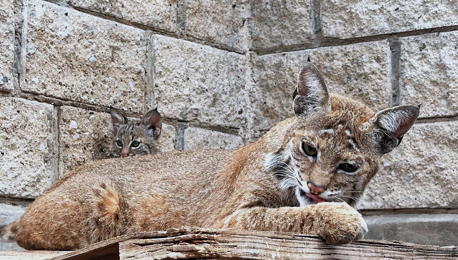 Nace primer lince rojo en cautiverio