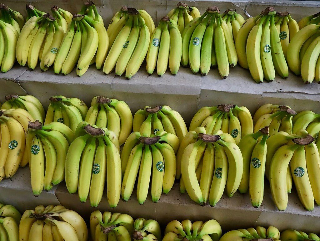 Jalisco refuerza protocolo ante riesgo de plaga del plátano