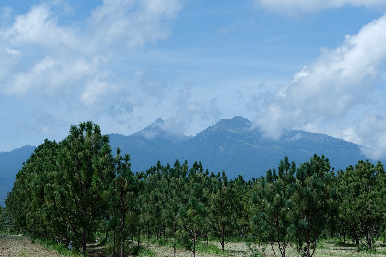 Supera Jalisco meta de reforestación