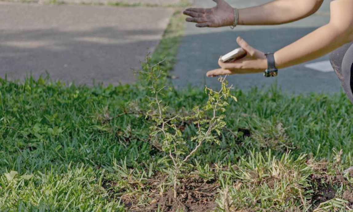 Reforestan CUGuadalajara con especies nativas