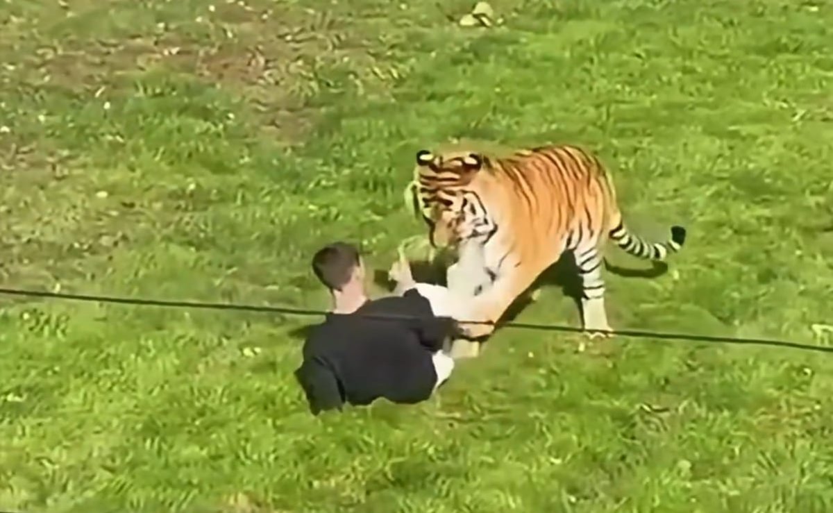 Trágico final: Hombre fallece por ataque de tigre en zoológico de Yorkshire