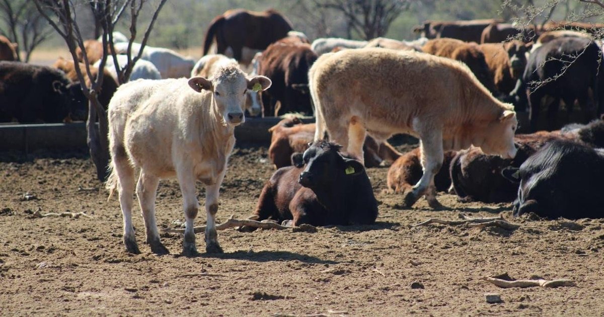 Vuelve la calma: Sonora reanuda exportación ganadera tras descartar alerta sanitaria