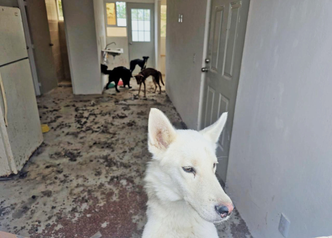 Rescatan a cuatro perros de vivienda